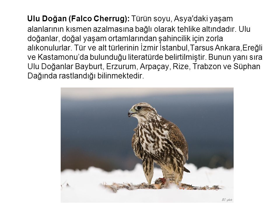 Ulu Doğan (Falco Cherrug): Türün soyu, Asya daki yaşam alanlarının kısmen azalmasına bağlı olarak tehlike altındadır.