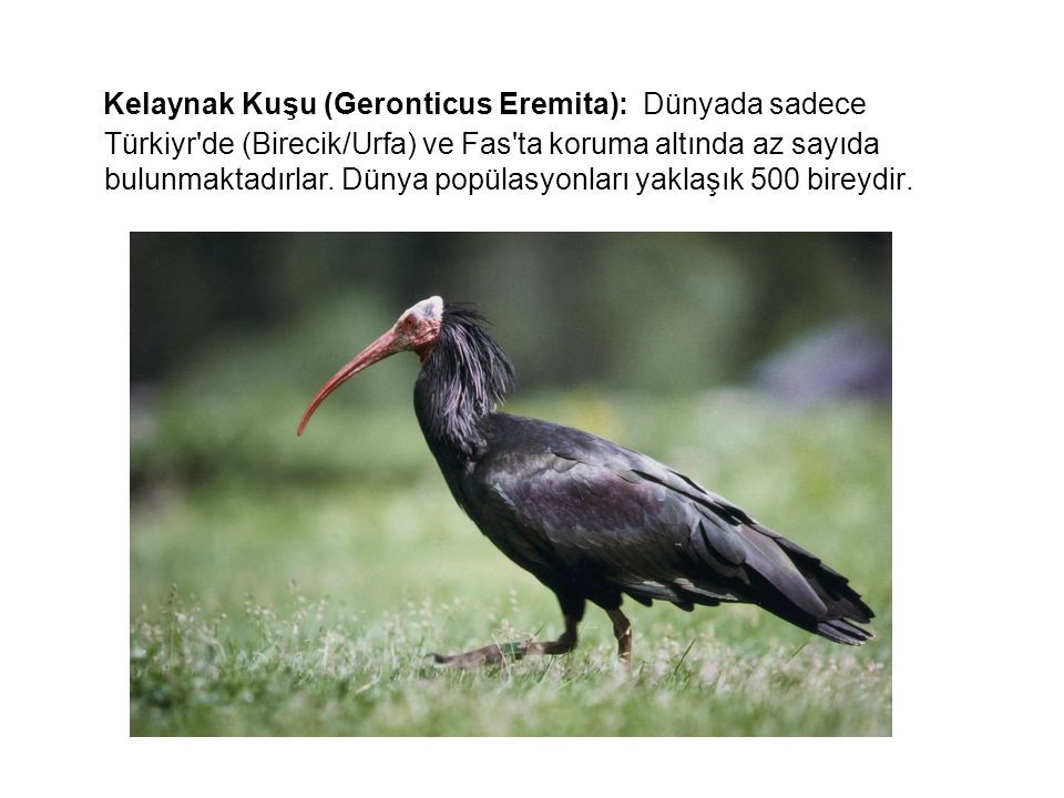 Kelaynak Kuşu (Geronticus Eremita): Dünyada sadece Türkiyr de (Birecik/Urfa) ve Fas ta koruma altında az sayıda bulunmaktadırlar.