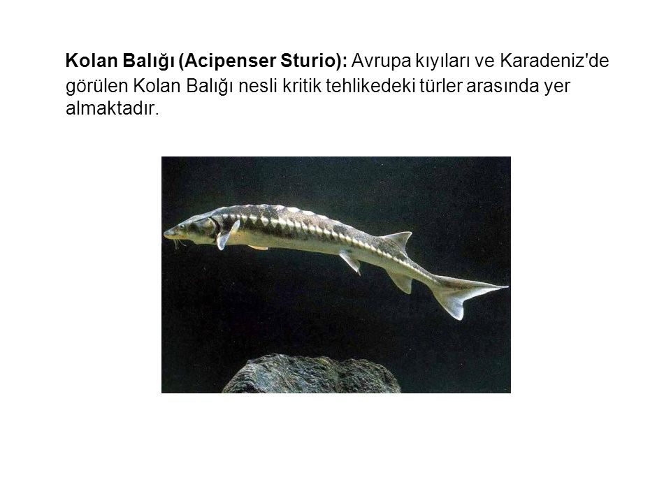 Kolan Balığı (Acipenser Sturio): Avrupa kıyıları ve Karadeniz de görülen Kolan Balığı nesli kritik tehlikedeki türler arasında yer almaktadır.