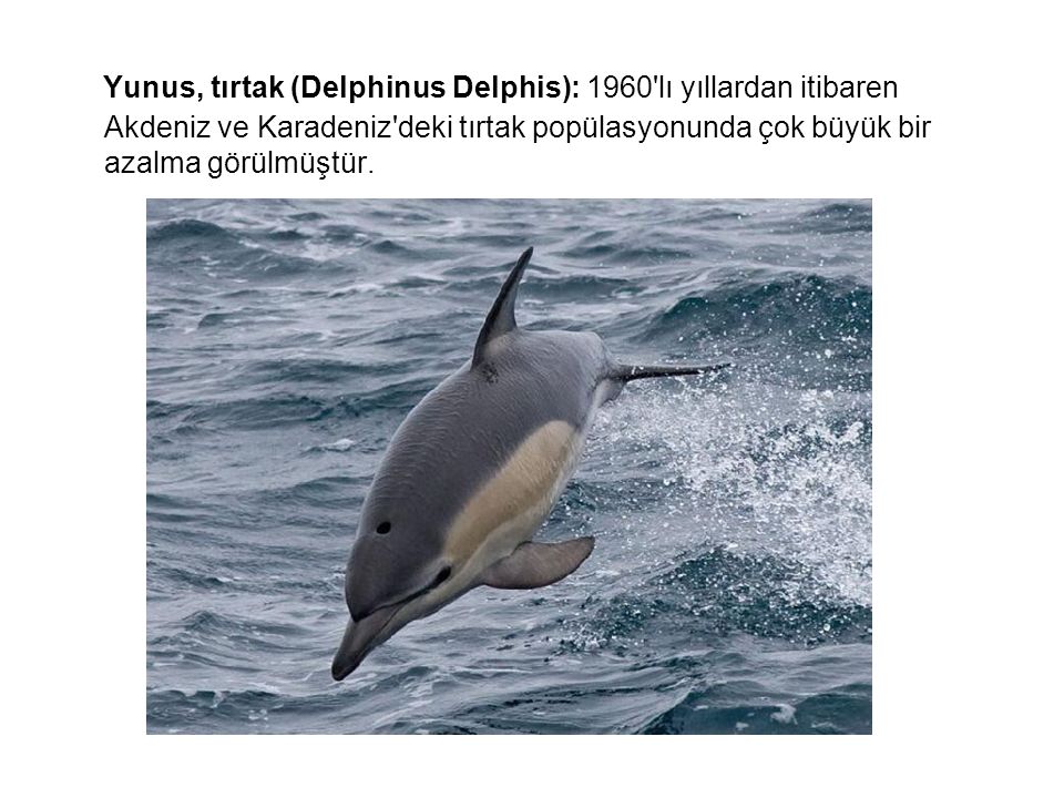 Yunus, tırtak (Delphinus Delphis): 1960 lı yıllardan itibaren Akdeniz ve Karadeniz deki tırtak popülasyonunda çok büyük bir azalma görülmüştür.