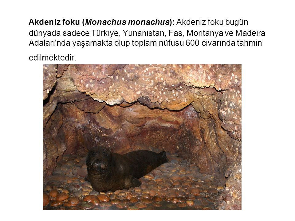 Akdeniz foku (Monachus monachus): Akdeniz foku bugün dünyada sadece Türkiye, Yunanistan, Fas, Moritanya ve Madeira Adaları nda yaşamakta olup toplam nüfusu 600 civarında tahmin edilmektedir.