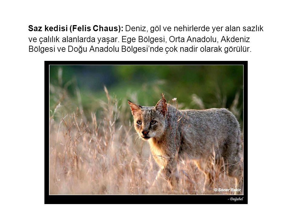 Saz kedisi (Felis Chaus): Deniz, göl ve nehirlerde yer alan sazlık ve çalılık alanlarda yaşar.