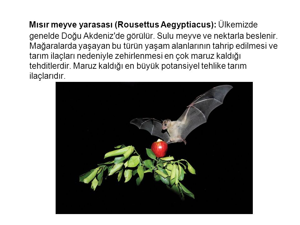 Mısır meyve yarasası (Rousettus Aegyptiacus): Ülkemizde genelde Doğu Akdeniz de görülür.