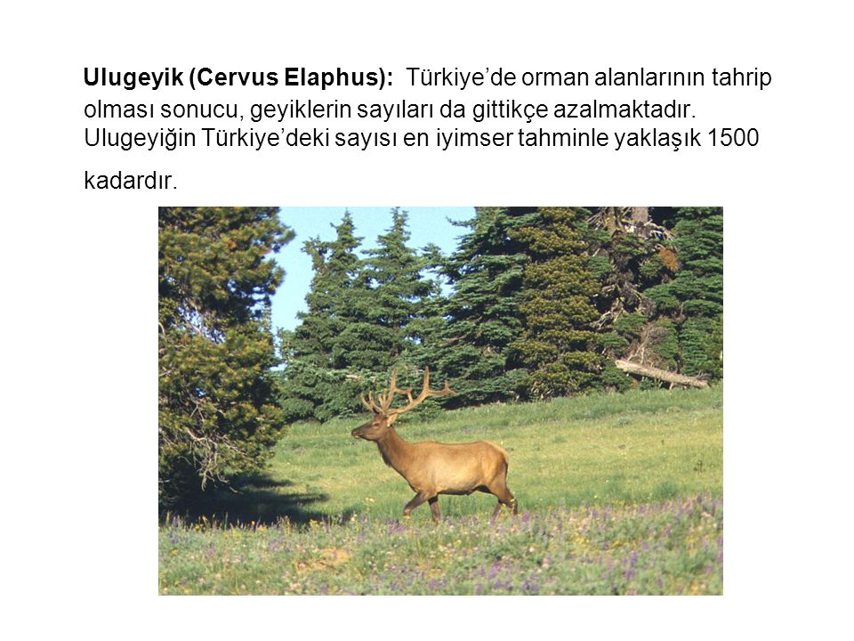 Ulugeyik (Cervus Elaphus): Türkiye’de orman alanlarının tahrip olması sonucu, geyiklerin sayıları da gittikçe azalmaktadır.