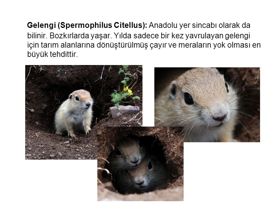 Gelengi (Spermophilus Citellus): Anadolu yer sincabı olarak da bilinir