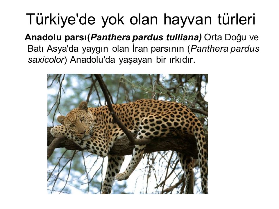 Türkiye de yok olan hayvan türleri