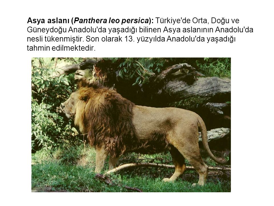Asya aslanı (Panthera leo persica): Türkiye de Orta, Doğu ve Güneydoğu Anadolu da yaşadığı bilinen Asya aslanının Anadolu da nesli tükenmiştir.