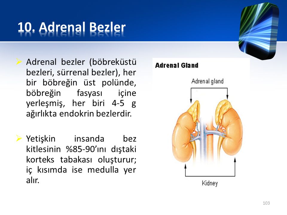 10. Adrenal Bezler