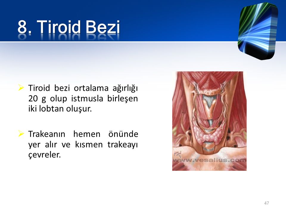8. Tiroid Bezi Tiroid bezi ortalama ağırlığı 20 g olup istmusla birleşen iki lobtan oluşur.