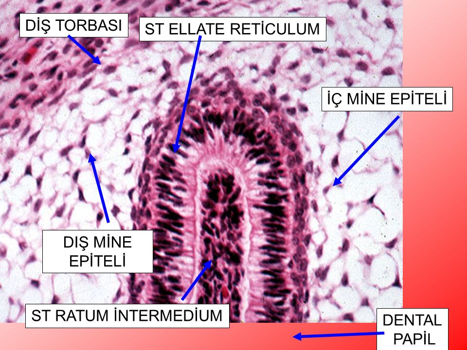 DİŞ TORBASI ST ELLATE RETİCULUM. Higher power of image 31. The layers of the tooth germ are shown as they appear at the top of the bell. H&E, 200x.