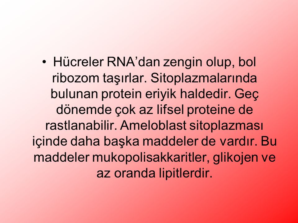 Hücreler RNA’dan zengin olup, bol ribozom taşırlar