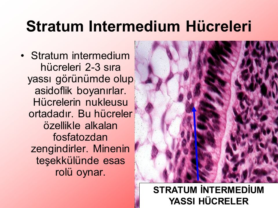 Stratum Intermedium Hücreleri