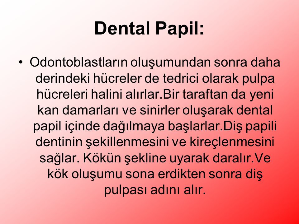 Dental Papil: