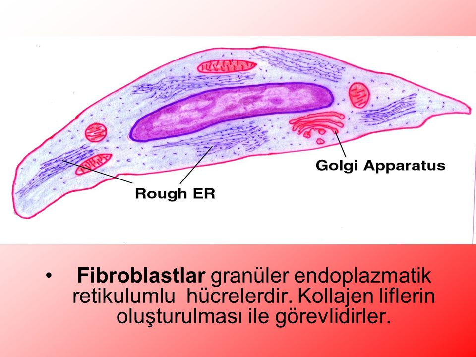 Fibroblastlar granüler endoplazmatik retikulumlu hücrelerdir