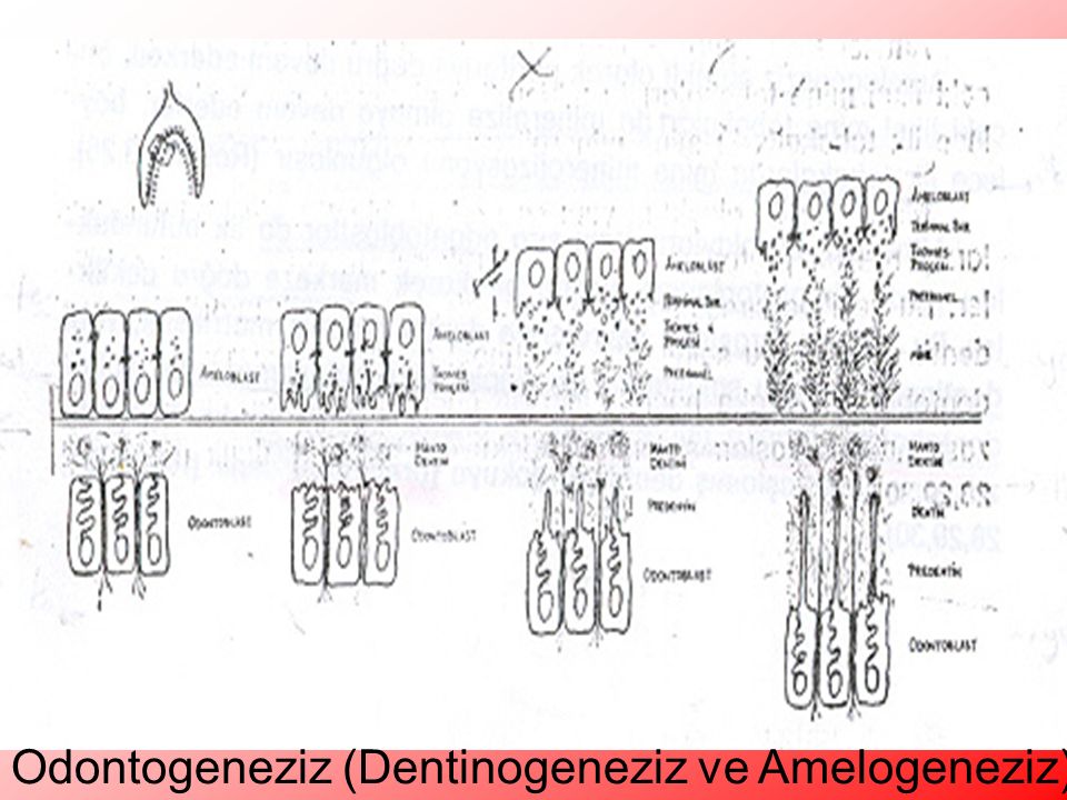 Odontogeneziz (Dentinogeneziz ve Amelogeneziz)