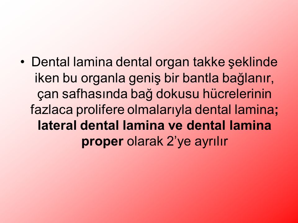Dental lamina dental organ takke şeklinde iken bu organla geniş bir bantla bağlanır, çan safhasında bağ dokusu hücrelerinin fazlaca prolifere olmalarıyla dental lamina; lateral dental lamina ve dental lamina proper olarak 2’ye ayrılır