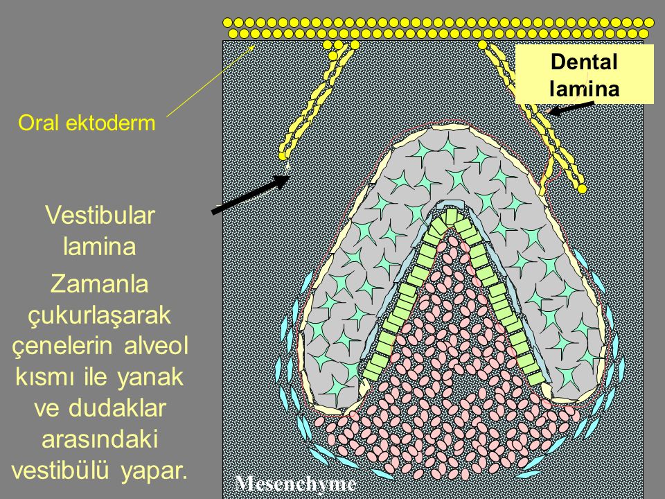 Dental lamina Oral ektoderm. Vestibular lamina. Zamanla çukurlaşarak çenelerin alveol kısmı ile yanak ve dudaklar arasındaki vestibülü yapar.