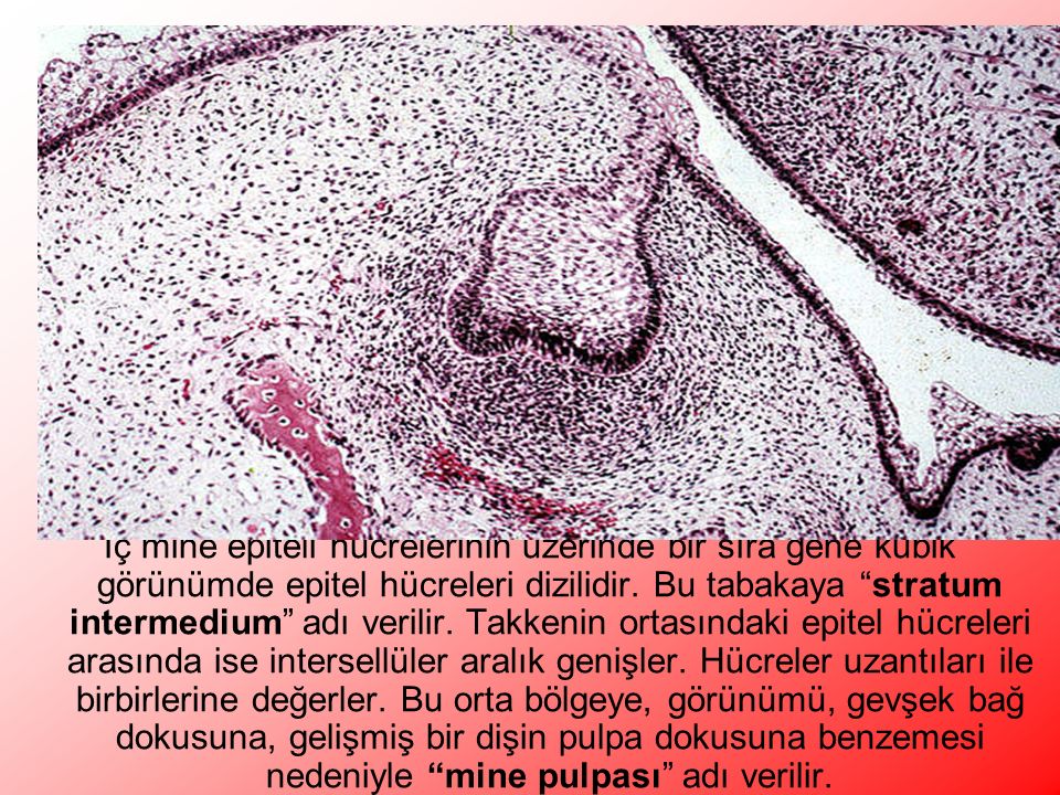 İç mine epiteli hücrelerinin üzerinde bir sıra gene kübik görünümde epitel hücreleri dizilidir.