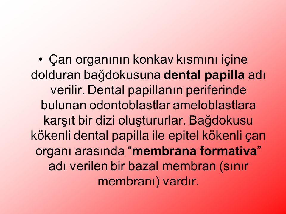Çan organının konkav kısmını içine dolduran bağdokusuna dental papilla adı verilir.