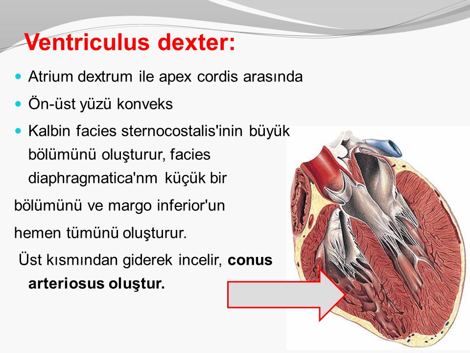 Cordis латынь. Conus Arteriosus сердца. Ventriculus Dexter сердце.
