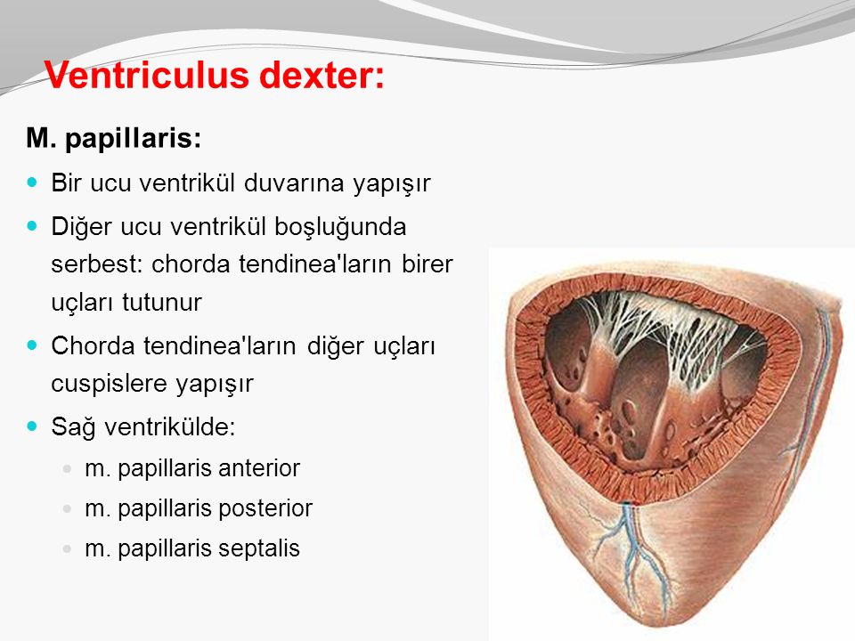 Какие отверстия имеются в стенках ventriculus dexter