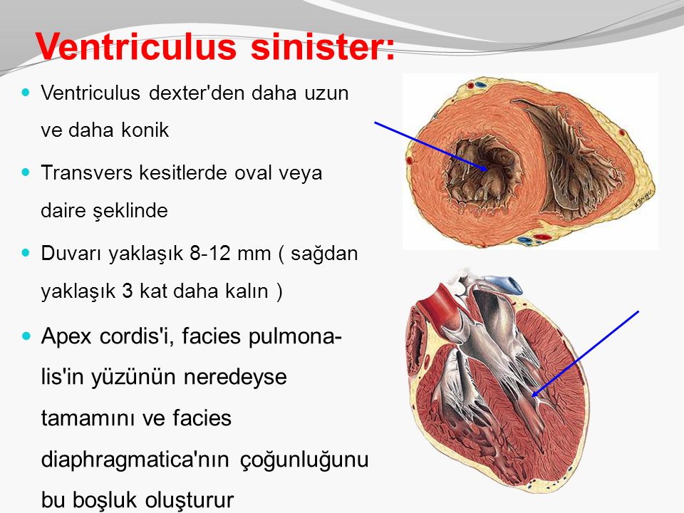 Какие отверстия имеются в стенках ventriculus dexter