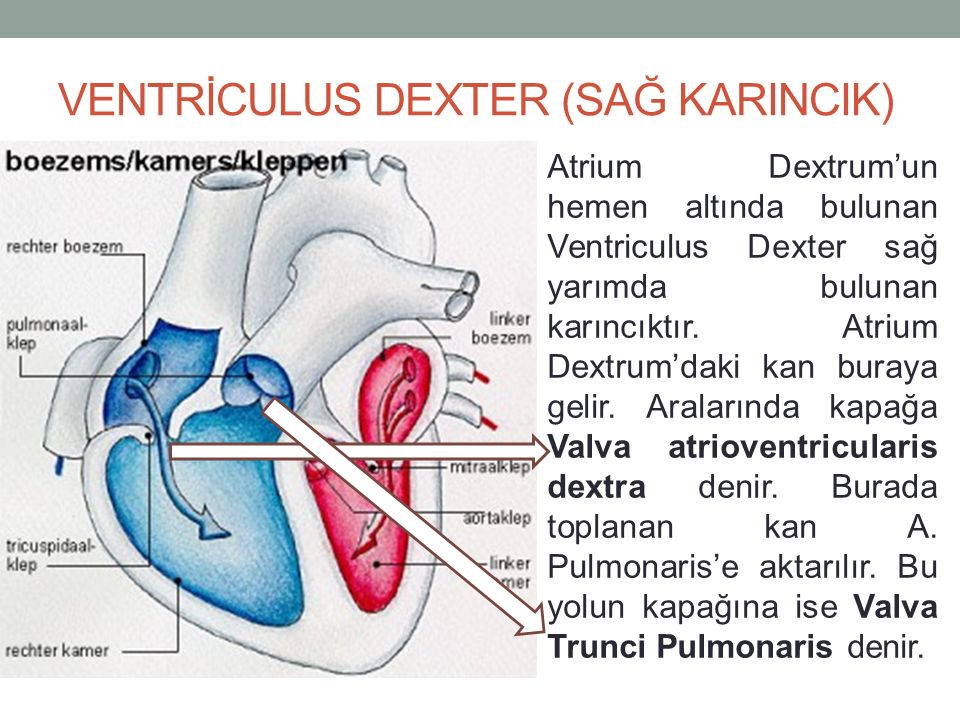 Ventriculus латынь. Atrioventricularis Dextra. Ventriculus Dexter отверстие имеется. Сердце r. lateralis Dexter.