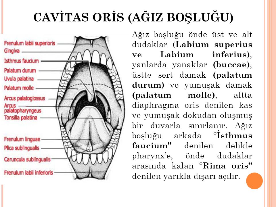 Укажите стенки cavitas oris