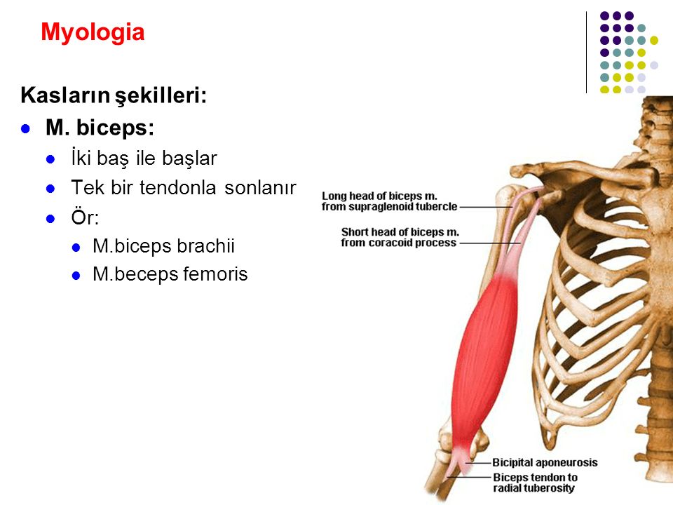 M biceps brachii. 60 M. biceps brachii. Os brachii. Brachii перевод.