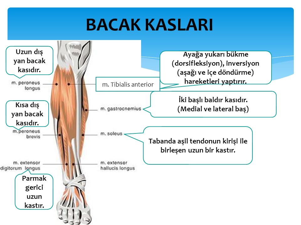 Türkçe Muhabbet Capraz Bacak