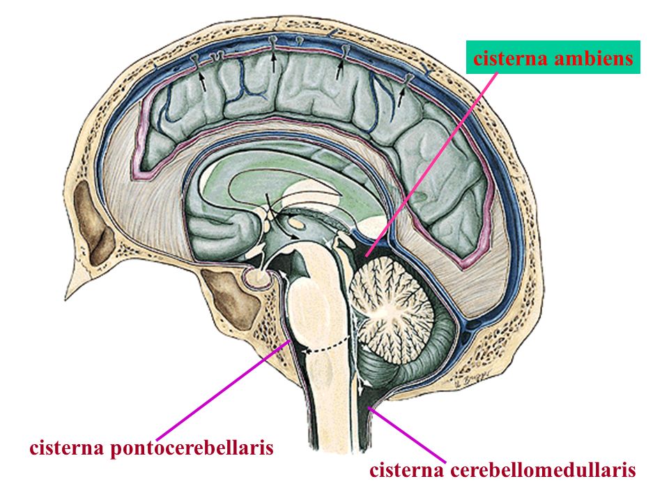 Цистерны мозга расширены. Супраселлярная цистерна анатомия. Межножковая цистерна анатомия. Mega cisterna Magna кт. Мостомозжечковая цистерна мозга.