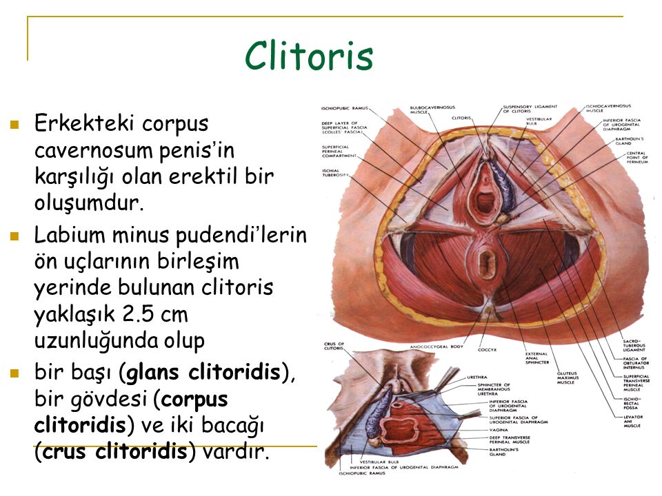 Enlarged Clit Pic