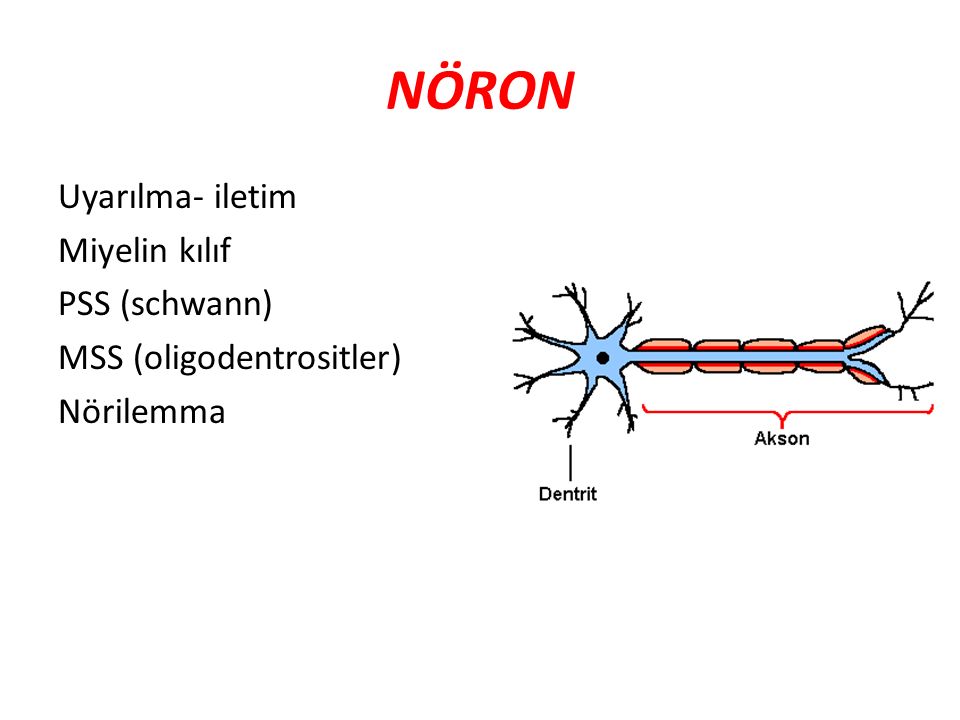 Нейрон улитки. Cytoplasmic compartments in myelin.