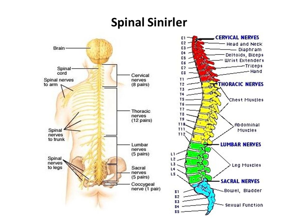 Spinal Sinirler