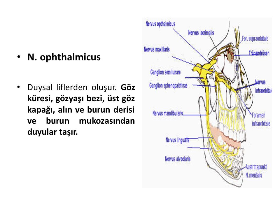 N. ophthalmicus Duysal liflerden oluşur.