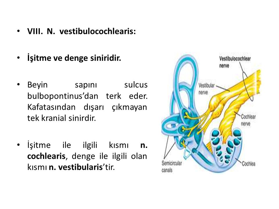 VIII. N. vestibulocochlearis: