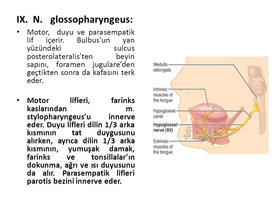 IX. N. glossopharyngeus: