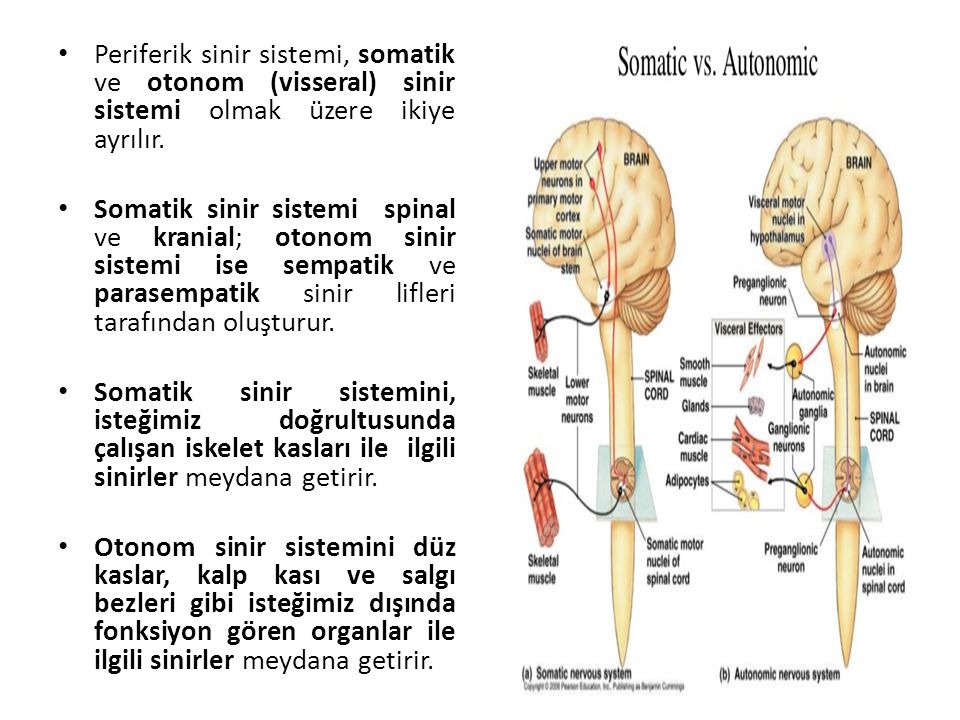 Periferik sinir sistemi, somatik ve otonom (visseral) sinir sistemi olmak üzere ikiye ayrılır.