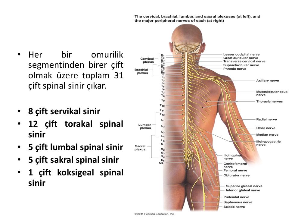 Her bir omurilik segmentinden birer çift olmak üzere toplam 31 çift spinal sinir çıkar.
