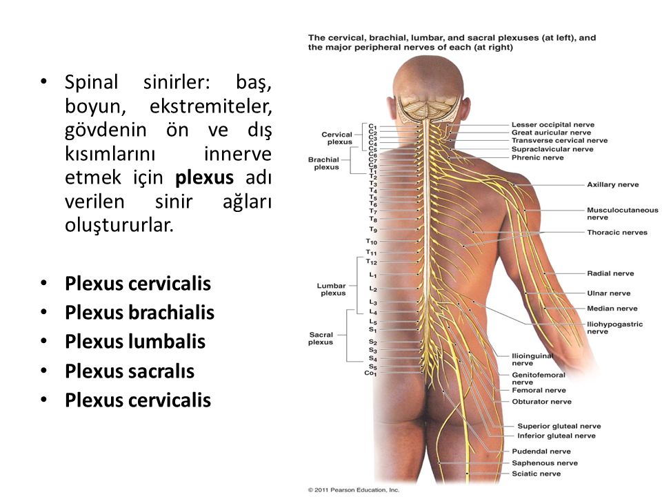 Spinal sinirler: baş, boyun, ekstremiteler, gövdenin ön ve dış kısımlarını innerve etmek için plexus adı verilen sinir ağları oluştururlar.