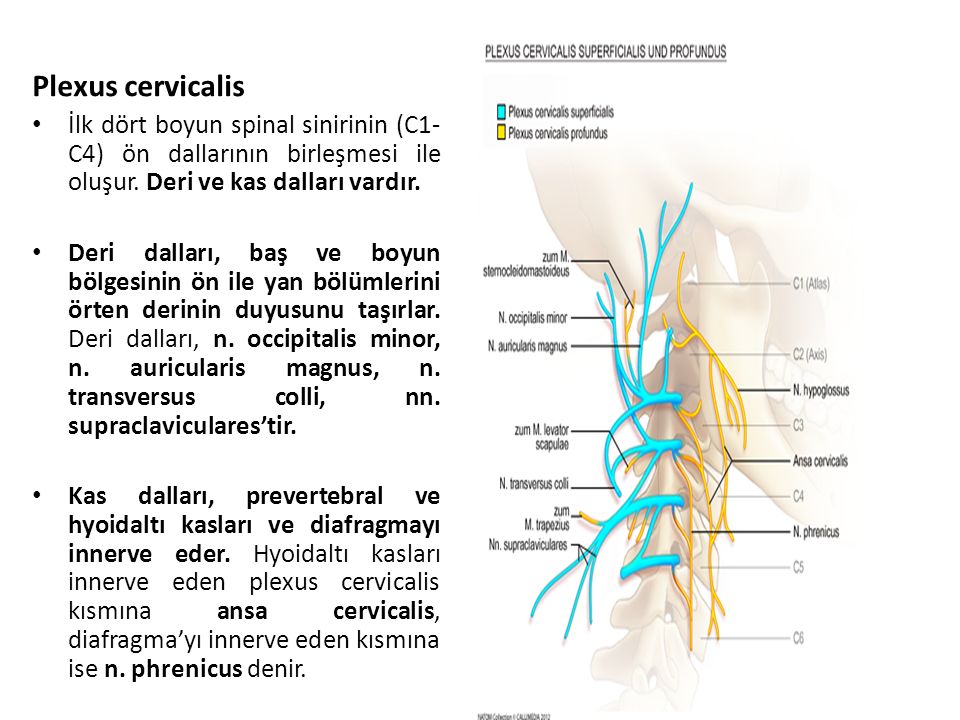 Plexus cervicalis İlk dört boyun spinal sinirinin (C1-C4) ön dallarının birleşmesi ile oluşur. Deri ve kas dalları vardır.