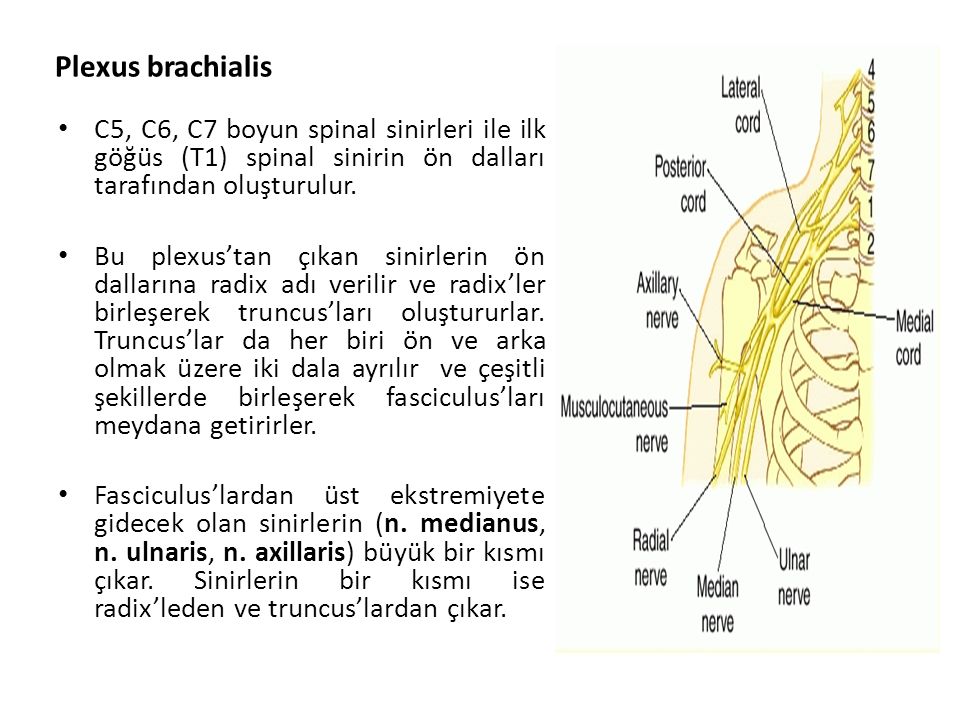 Plexus brachialis C5, C6, C7 boyun spinal sinirleri ile ilk göğüs (T1) spinal sinirin ön dalları tarafından oluşturulur.