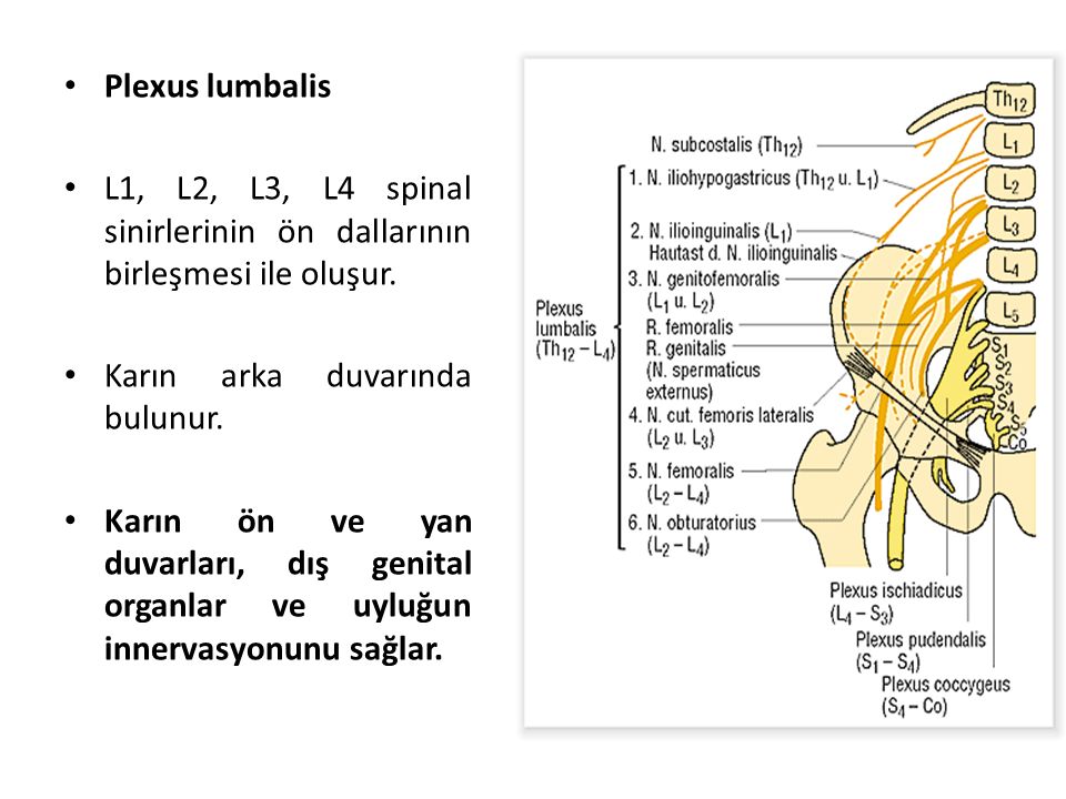 Plexus lumbalis L1, L2, L3, L4 spinal sinirlerinin ön dallarının birleşmesi ile oluşur. Karın arka duvarında bulunur.