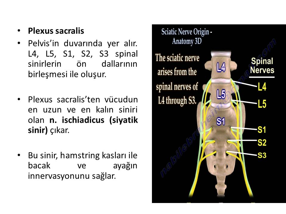 Plexus sacralis Pelvis’in duvarında yer alır. L4, L5, S1, S2, S3 spinal sinirlerin ön dallarının birleşmesi ile oluşur.