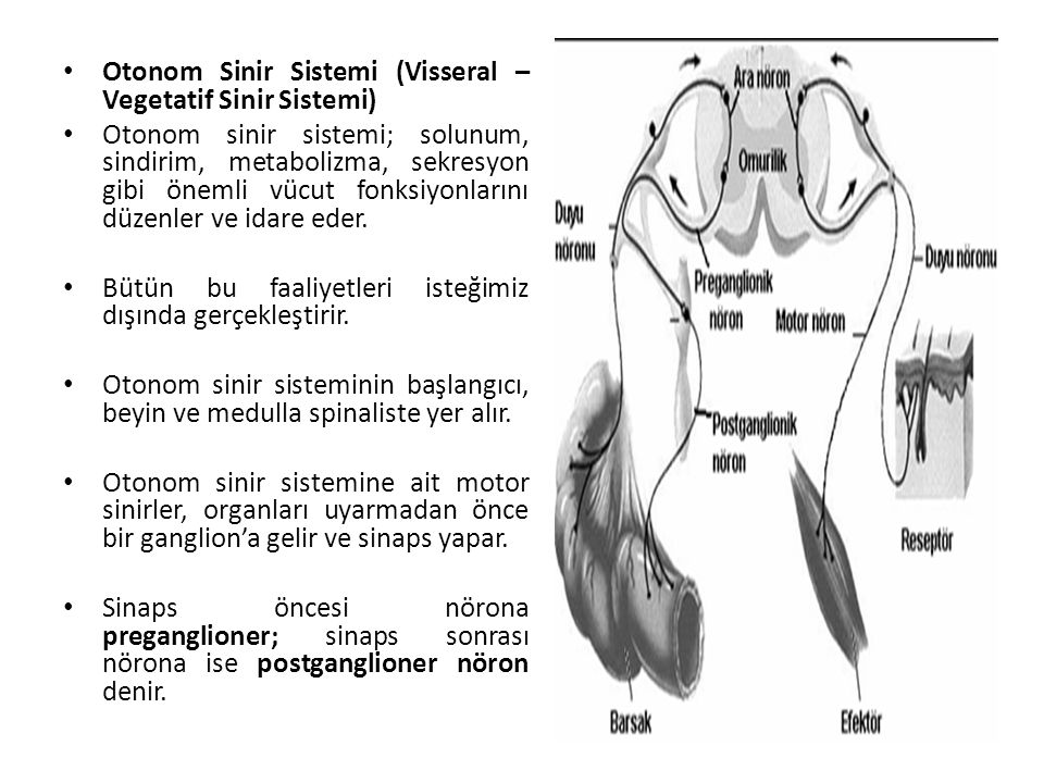 Otonom Sinir Sistemi (Visseral – Vegetatif Sinir Sistemi)