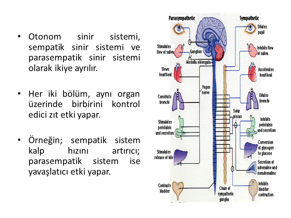 Otonom sinir sistemi, sempatik sinir sistemi ve parasempatik sinir sistemi olarak ikiye ayrılır.