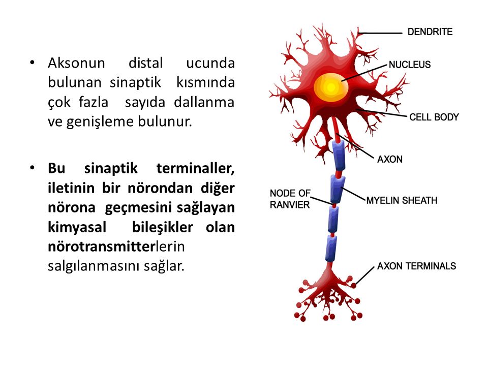 Aksonun distal ucunda bulunan sinaptik kısmında çok fazla sayıda dallanma ve genişleme bulunur.