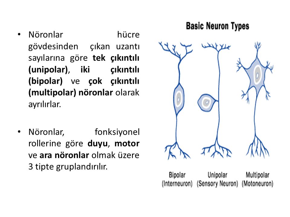 Nöronlar hücre gövdesinden çıkan uzantı sayılarına göre tek çıkıntılı (unipolar), iki çıkıntılı (bipolar) ve çok çıkıntılı (multipolar) nöronlar olarak ayrılırlar.