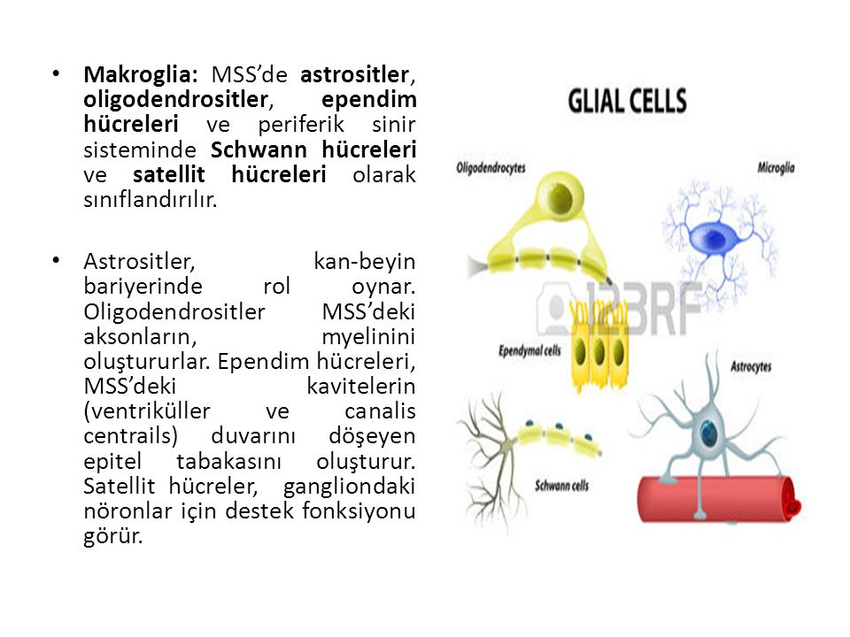 Makroglia: MSS’de astrositler, oligodendrositler, ependim hücreleri ve periferik sinir sisteminde Schwann hücreleri ve satellit hücreleri olarak sınıflandırılır.