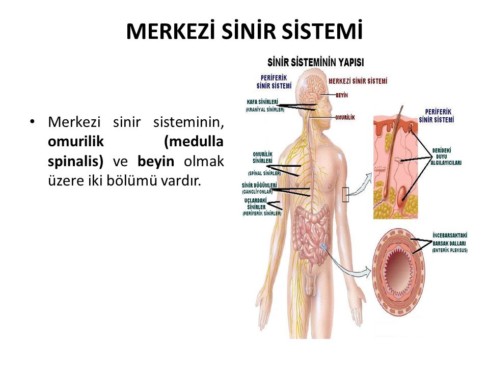 MERKEZİ SİNİR SİSTEMİ Merkezi sinir sisteminin, omurilik (medulla spinalis) ve beyin olmak üzere iki bölümü vardır.